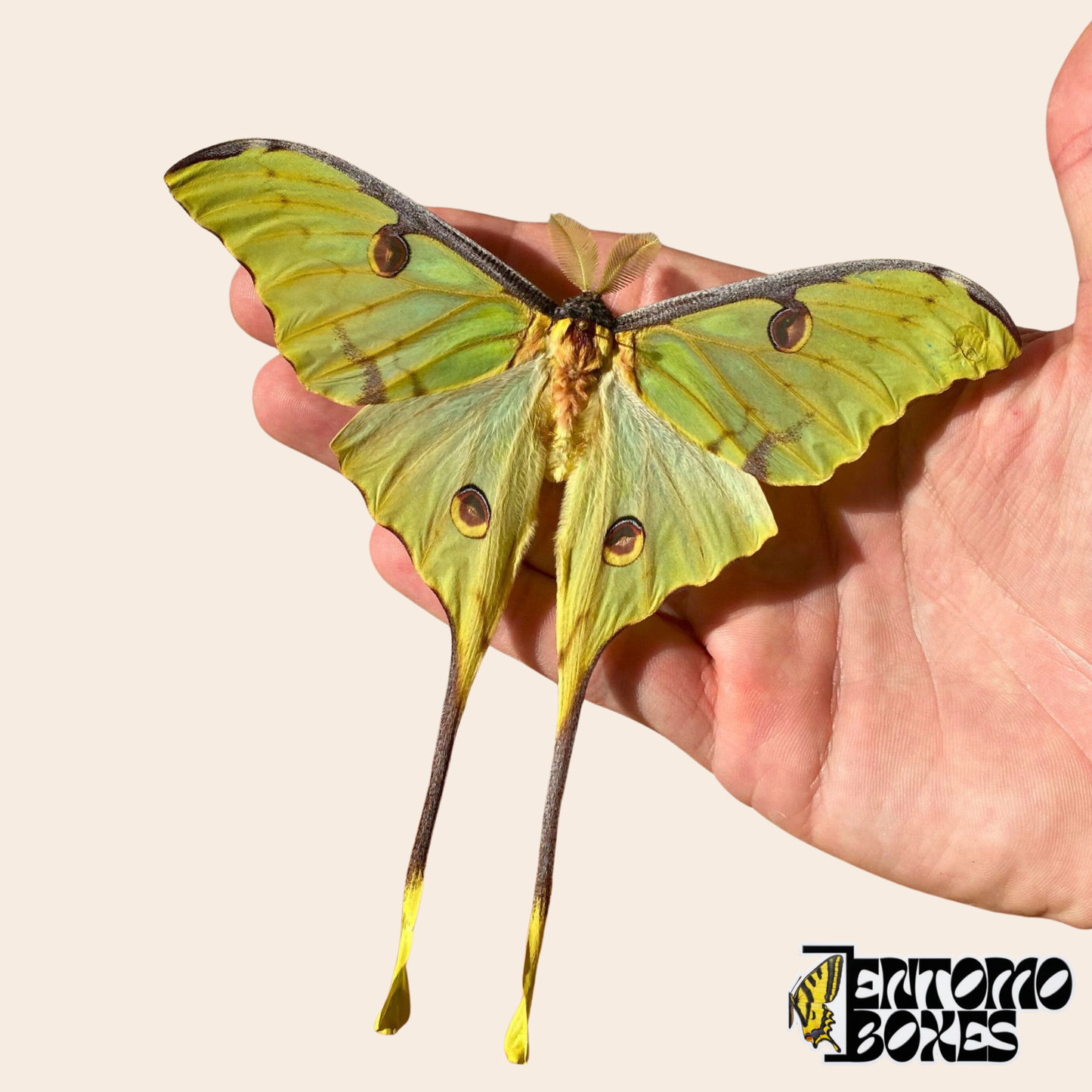 Polilla luna africana (Argema mimosae) con las alas extendidas mostrando los ocelos y las colas