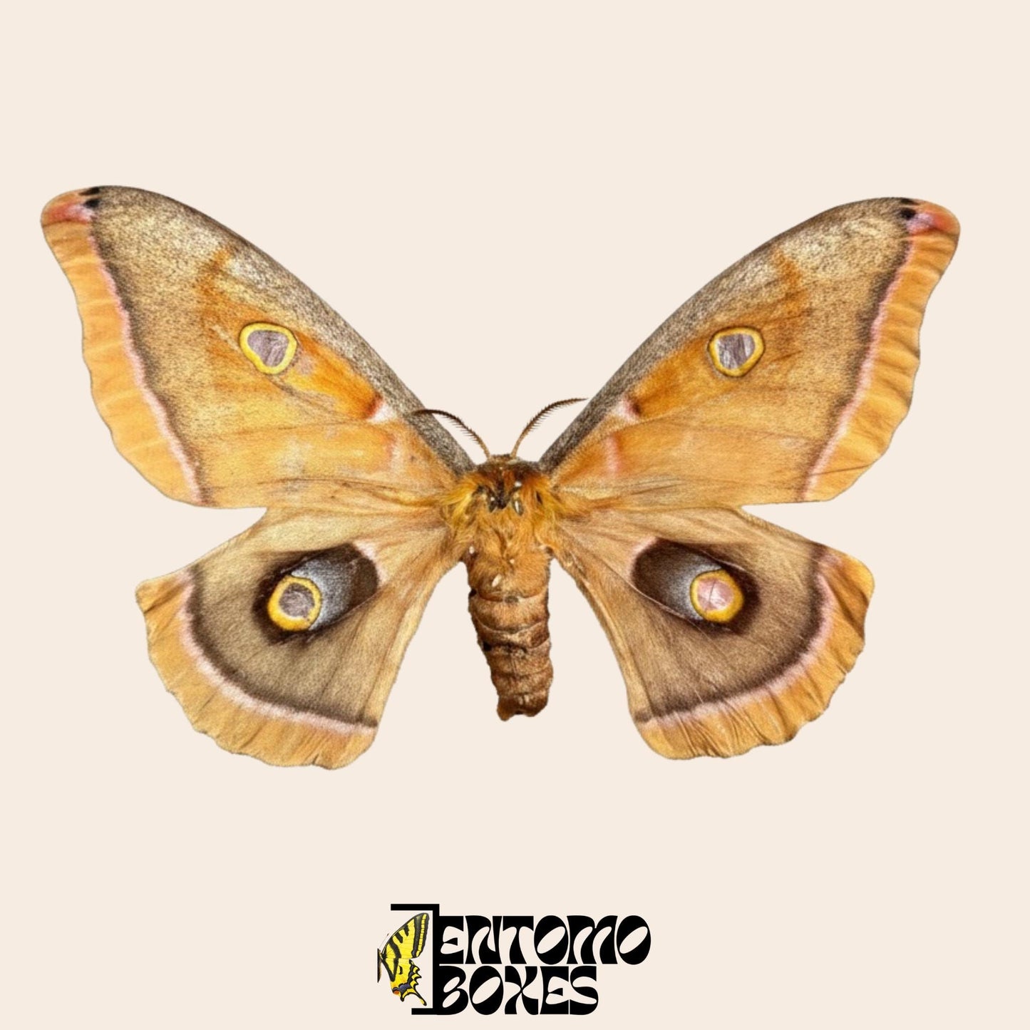 Antheraea polyphemus polilla montada