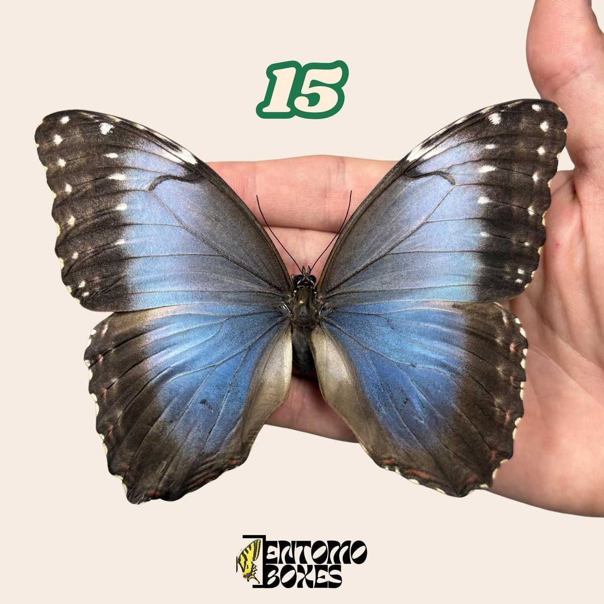 B-calidad azul Morpho mariposa No.15 sostenido en mano mostrando imperfección alar, Pick-Your-Own procedencia sostenible