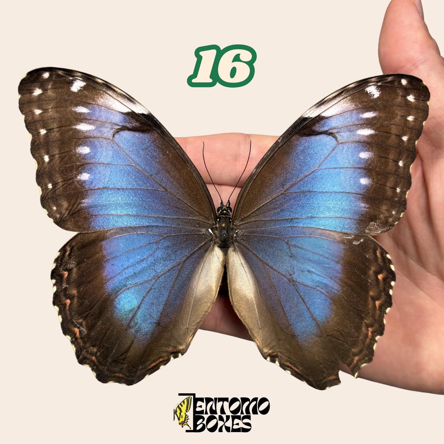 B-calidad azul Morpho mariposa No.16 sostenido en mano mostrando imperfección alar, Pick-Your-Own procedencia sostenible