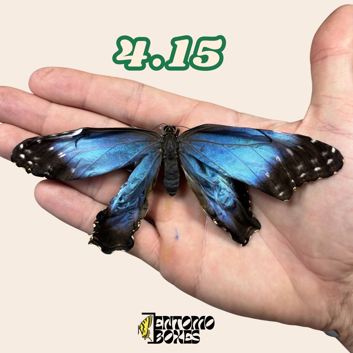 auténtico azul Morpho mariposa: espécimen seco defectuoso B-calidad para reparación taxidérmica