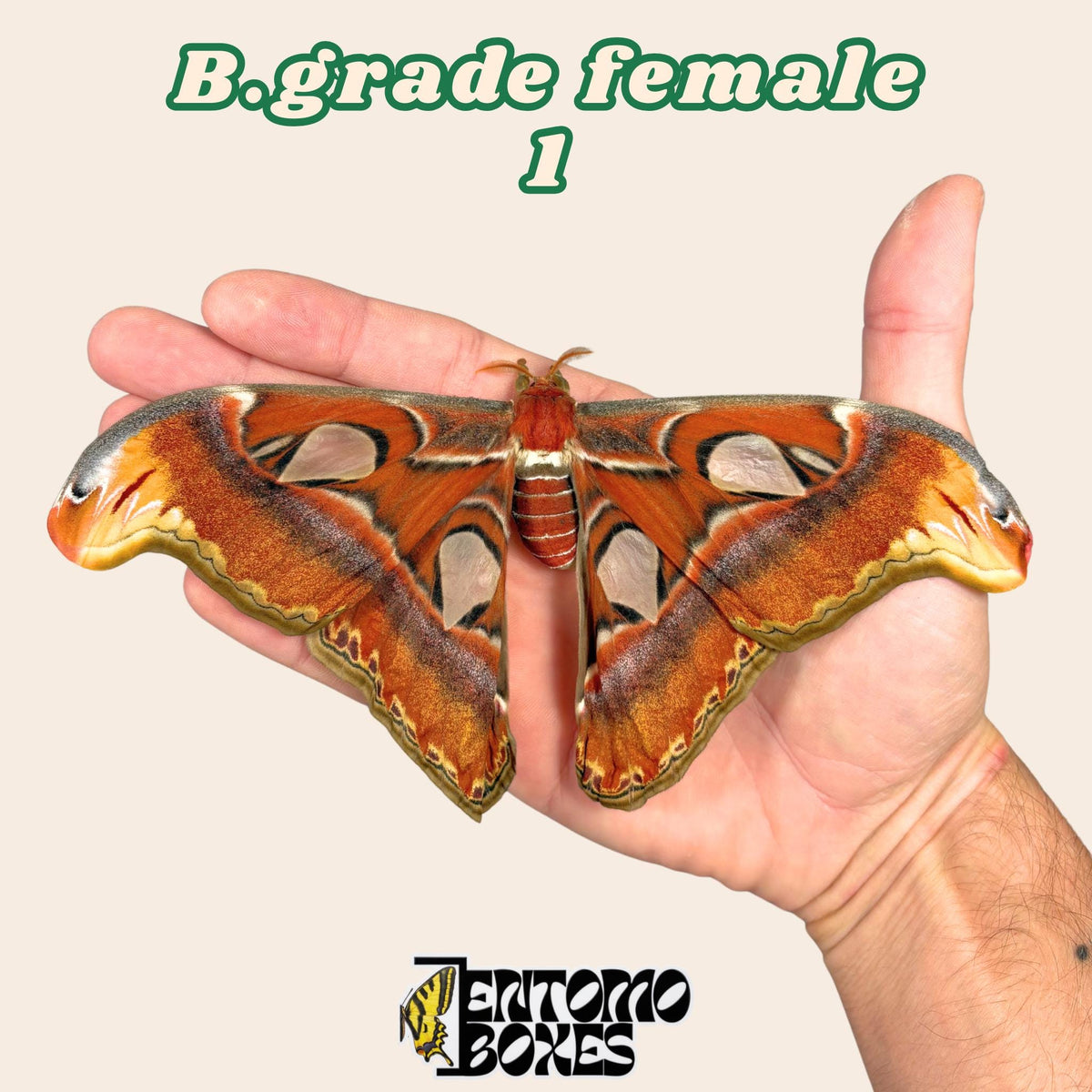 Attacus atlas (Sin montar)