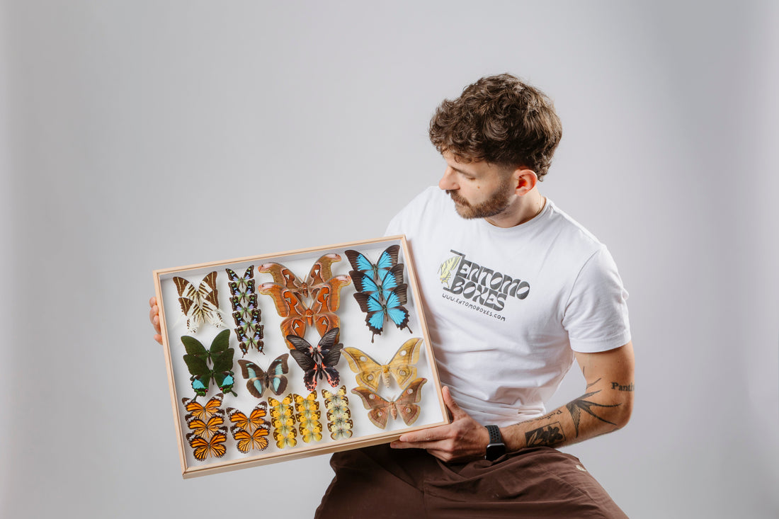 Chris de EntomoBoxes sosteniendo un cuadro de exposición con coloridas mariposas y polillas montadas