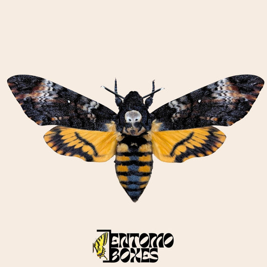 Esfinge calavera (Acherontia atropos) montada, pieza de arte entomológico