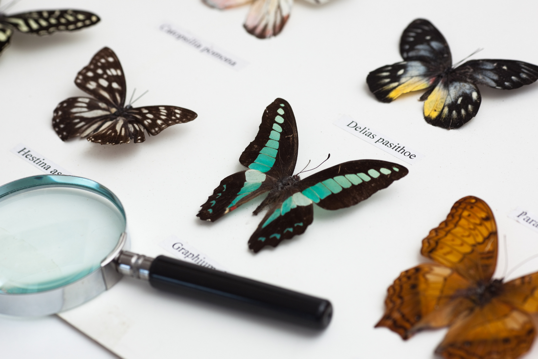 Ilustración en collage de ejemplares montados de mariposas e insectos