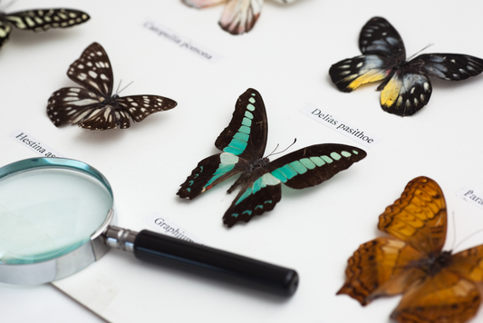 Ilustración en collage de ejemplares montados de mariposas e insectos