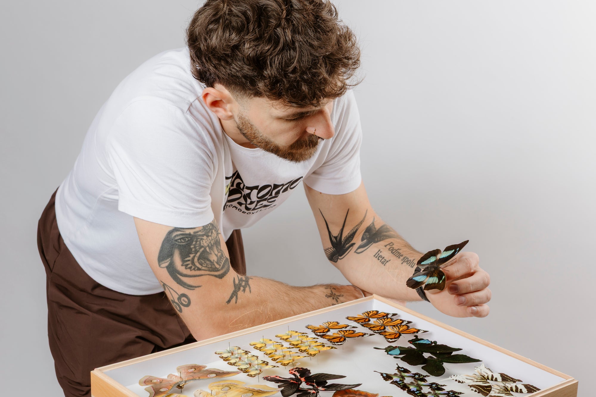 Chris carefully placing a butterfly specimen into a shadow frame display collection box