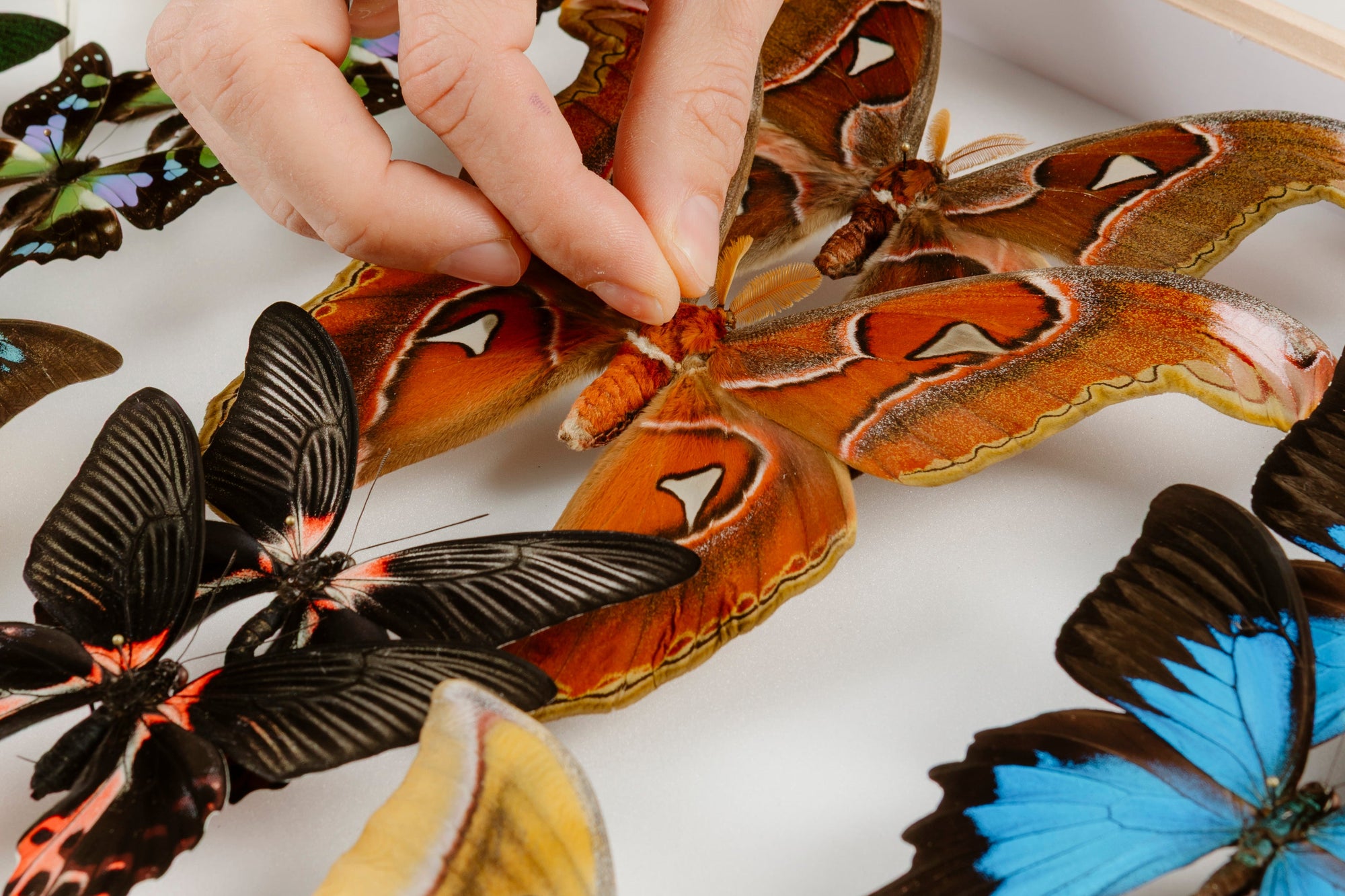 Hands arranging pinned butterfly and moth specimens on a spreading board including a large Atlas moth