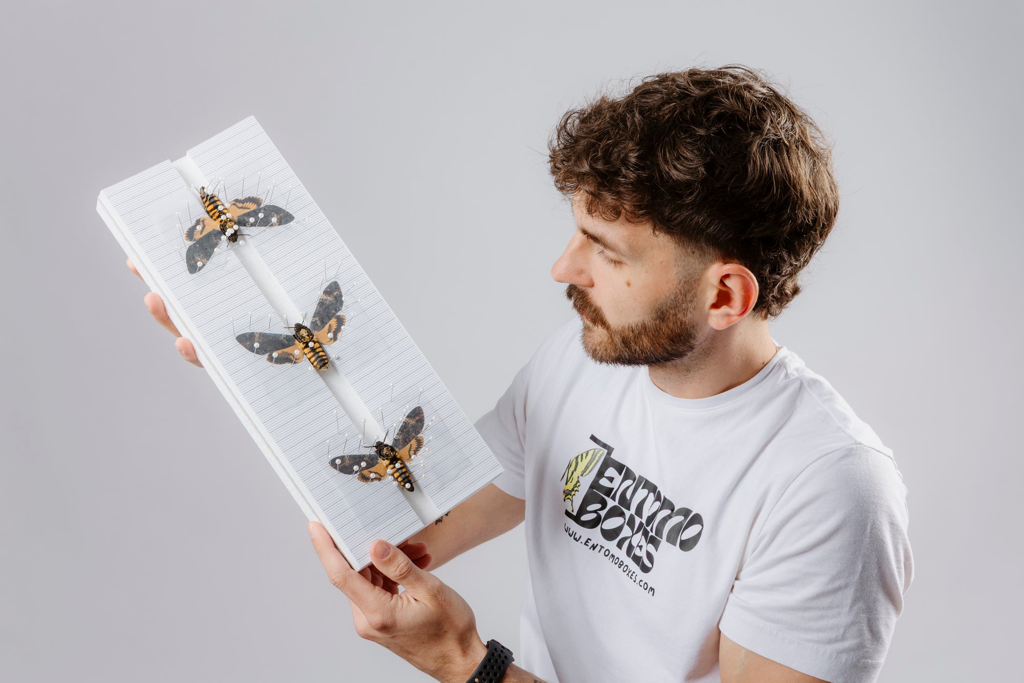 Chris examining a pinning board with three pinned Death's Head hawk moths
