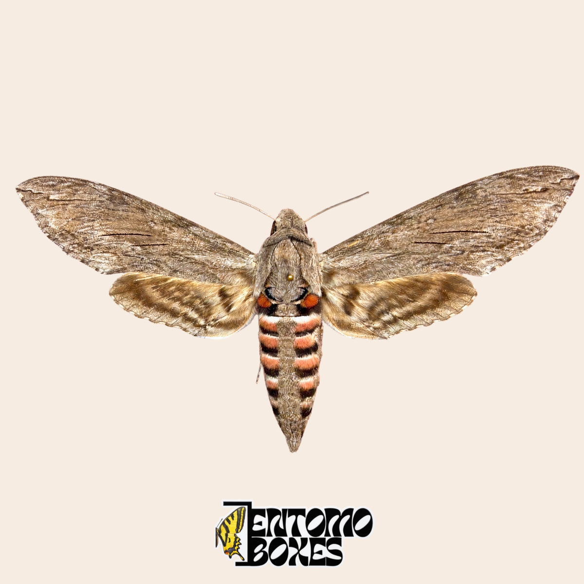 Agrius convolvuli esfinge de la correhuela, ejemplar montado con las alas abiertas, alas anteriores grises y abdomen con rayas rosas y negras, calidad A