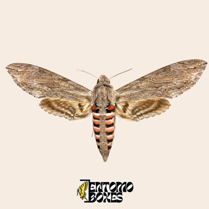 Agrius convolvuli esfinge de la correhuela, ejemplar montado con las alas abiertas, alas anteriores grises y abdomen con rayas rosas y negras, calidad A