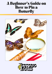 Guía de montaje para mariposas (PDF)