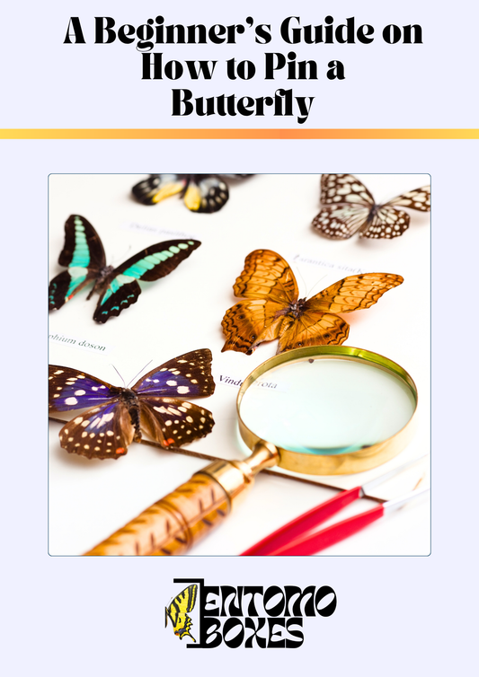 Guía de montaje para mariposas (PDF)