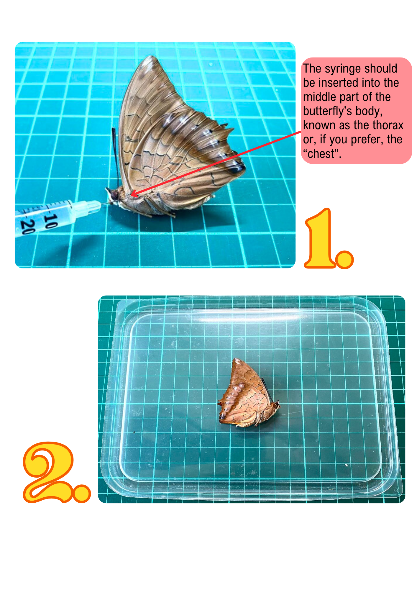 Guía de montaje para mariposas (PDF)