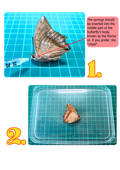 Guía de montaje para mariposas (PDF)