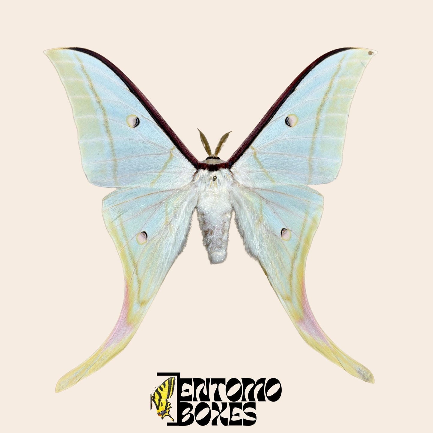 Actias selene Actias selene indio macho espécimen extendido, grandes alas verde pálido con extensiones caudales