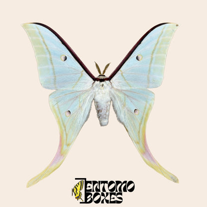 Actias selene Actias selene indio macho espécimen extendido, grandes alas verde pálido con extensiones caudales