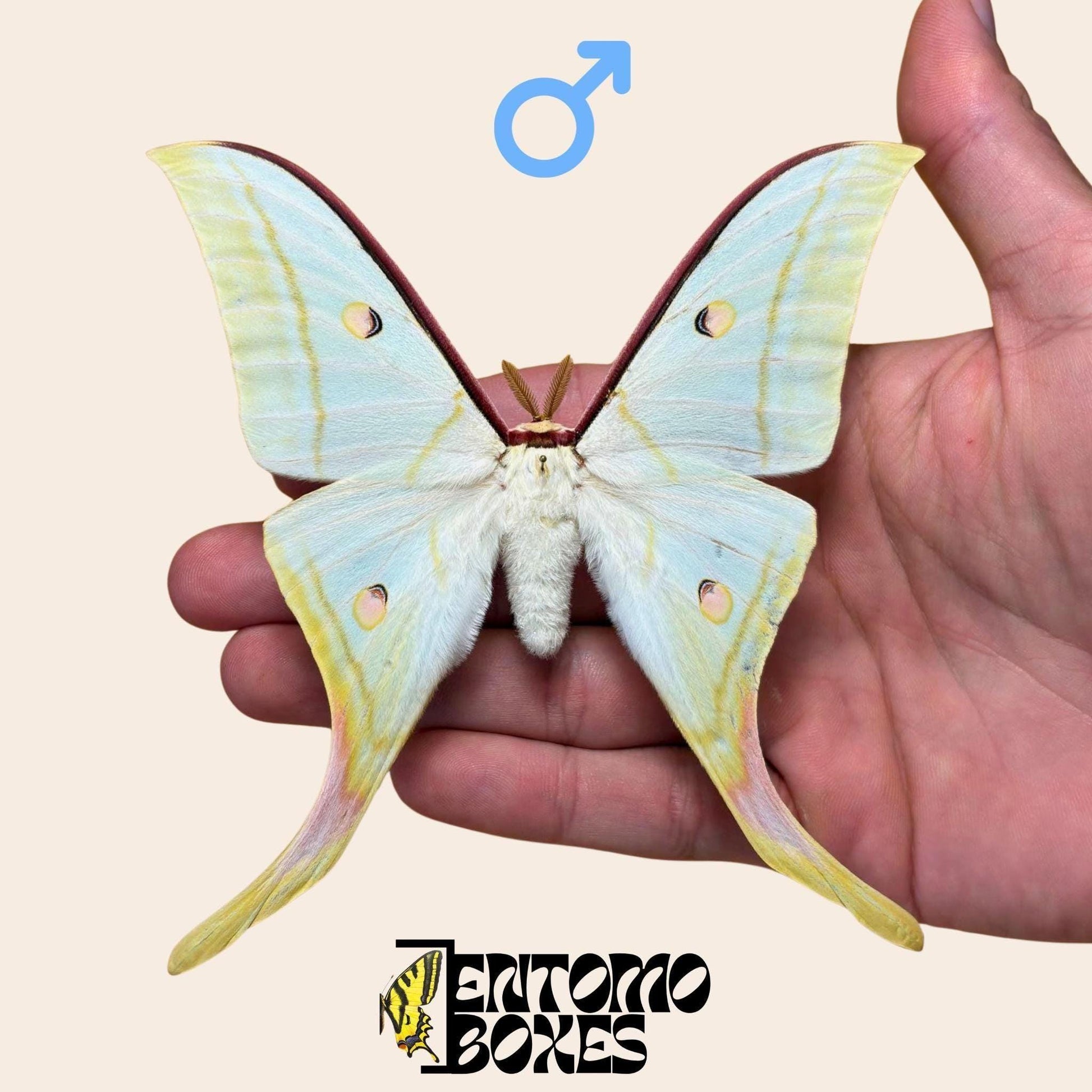 Actias selene Actias selene indio macho espécimen extendido, grandes alas verde pálido con extensiones caudales