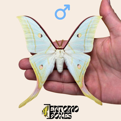 Actias selene Actias selene indio macho espécimen extendido, grandes alas verde pálido con extensiones caudales