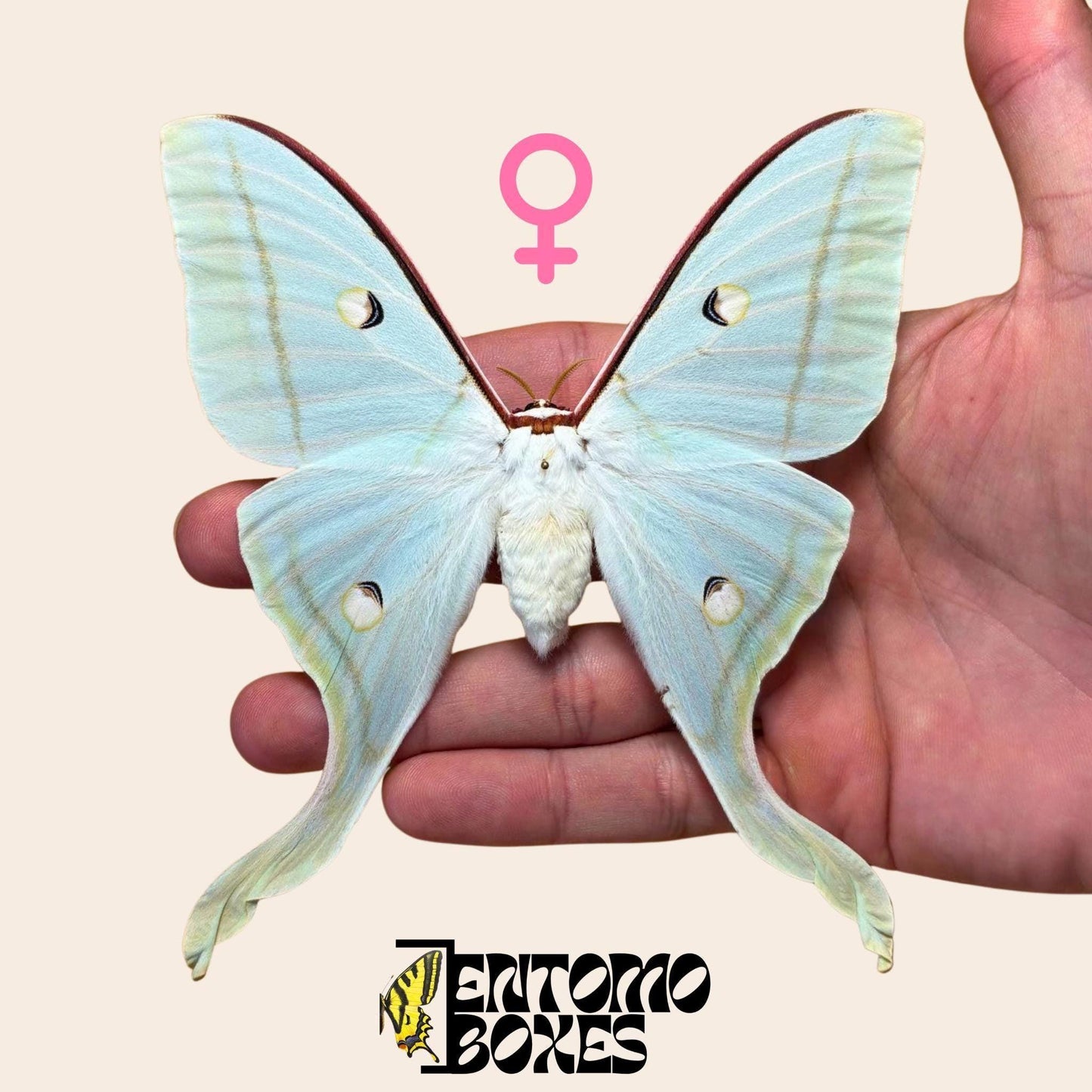 Actias selene Actias selene indio hembra espécimen extendido, grandes alas verde pálido, procedencia sostenible
