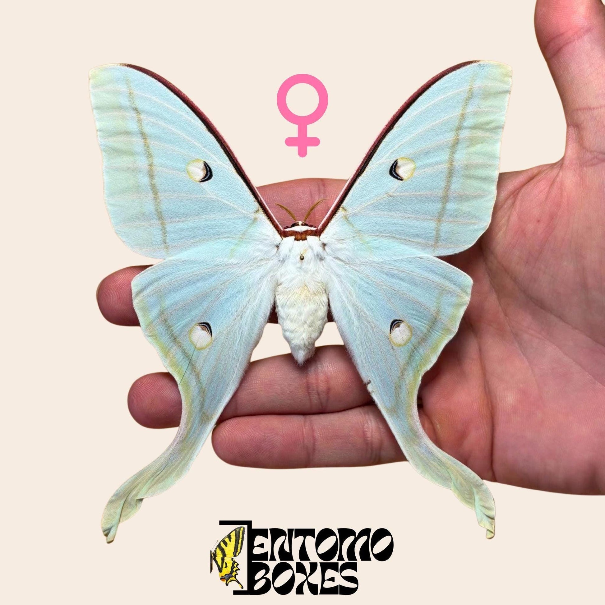 Actias selene Actias selene indio hembra espécimen extendido, grandes alas verde pálido, procedencia sostenible