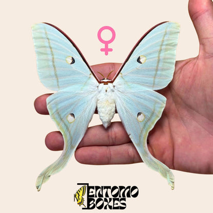 Actias selene Actias selene indio hembra espécimen extendido, grandes alas verde pálido, procedencia sostenible