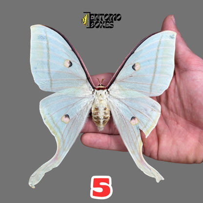 Actias selene Actias selene indio hembra espécimen extendido, grandes alas verde pálido, procedencia sostenible