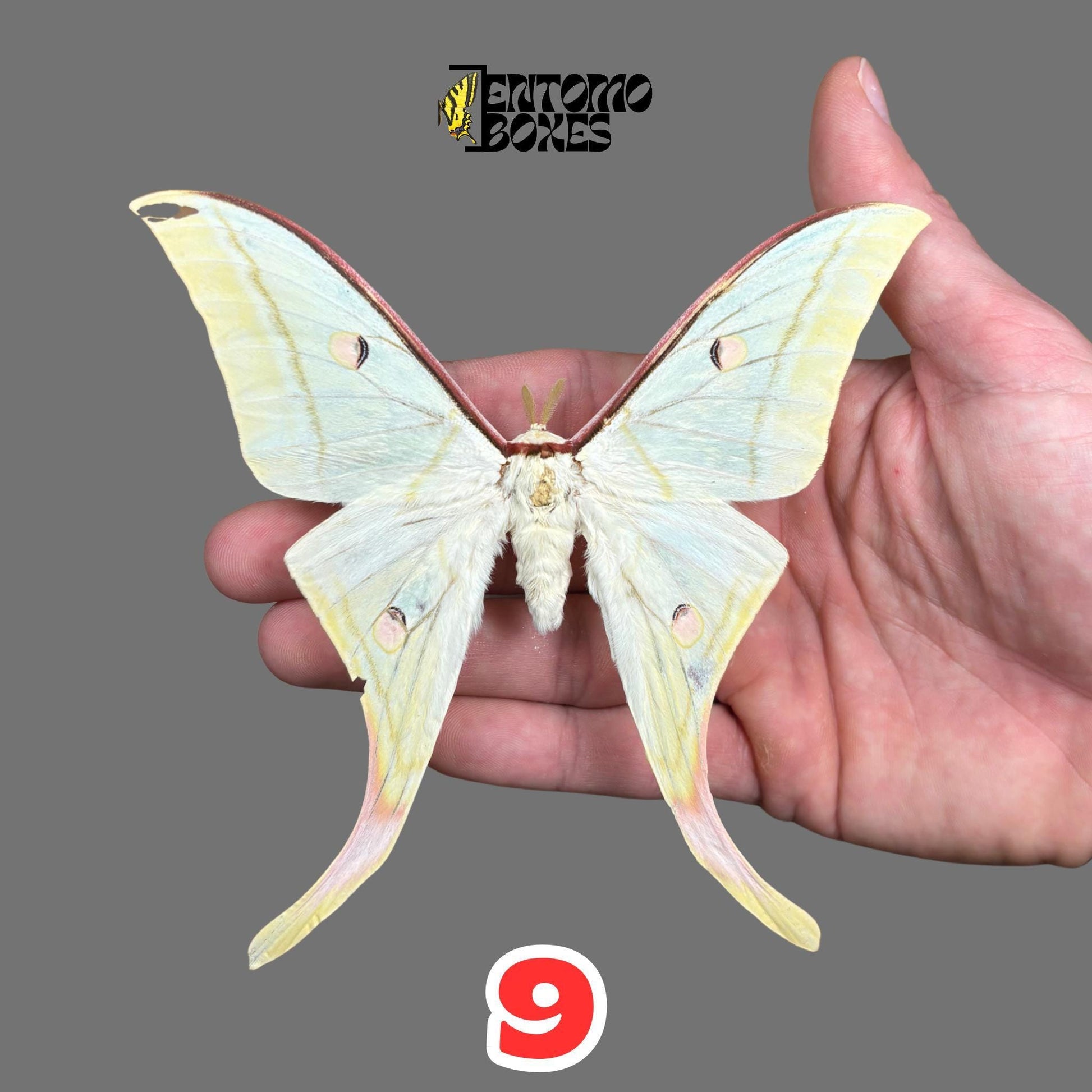 Actias selene Actias selene indio macho espécimen extendido, grandes alas verde pálido con extensiones caudales