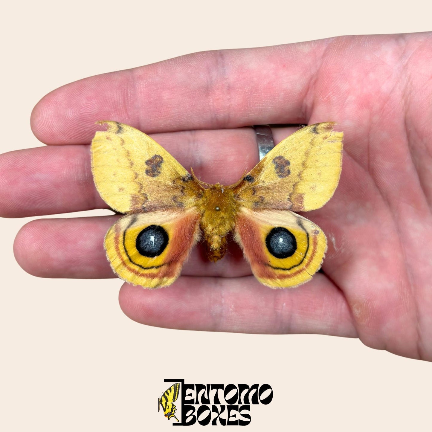automeris io extendido macho con alas abiertas sobre hand