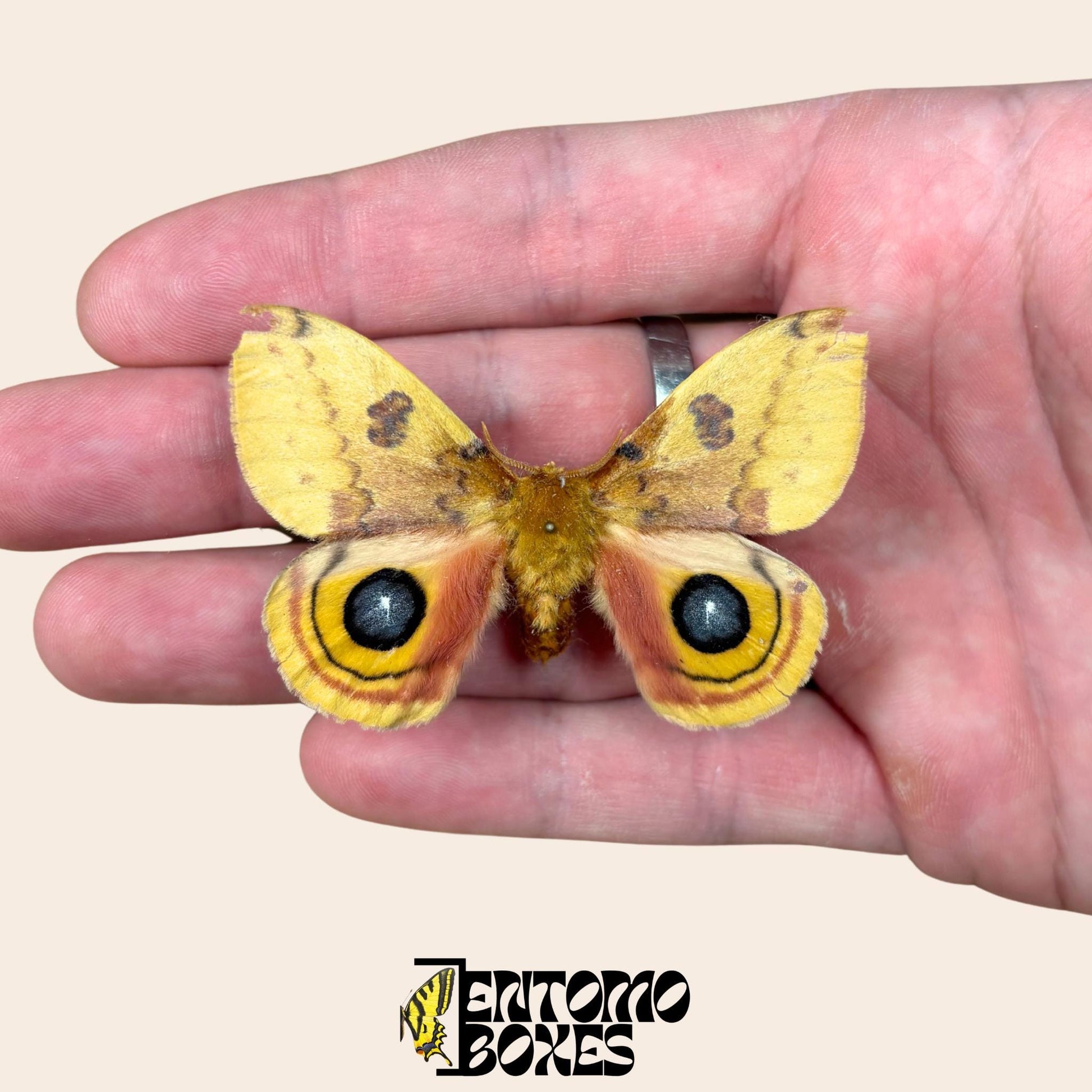 automeris io extendido macho con alas abiertas sobre hand