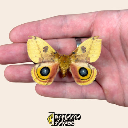 automeris io extendido macho con alas abiertas sobre hand
