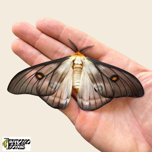 polilla séricigena fantasmal macho