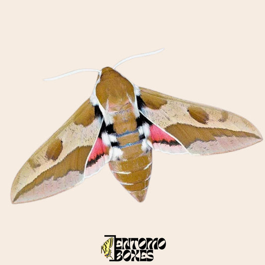 hyles euphorbiae espécimen espécimen extendido, procedente de forma sostenible de EntomoBoxes