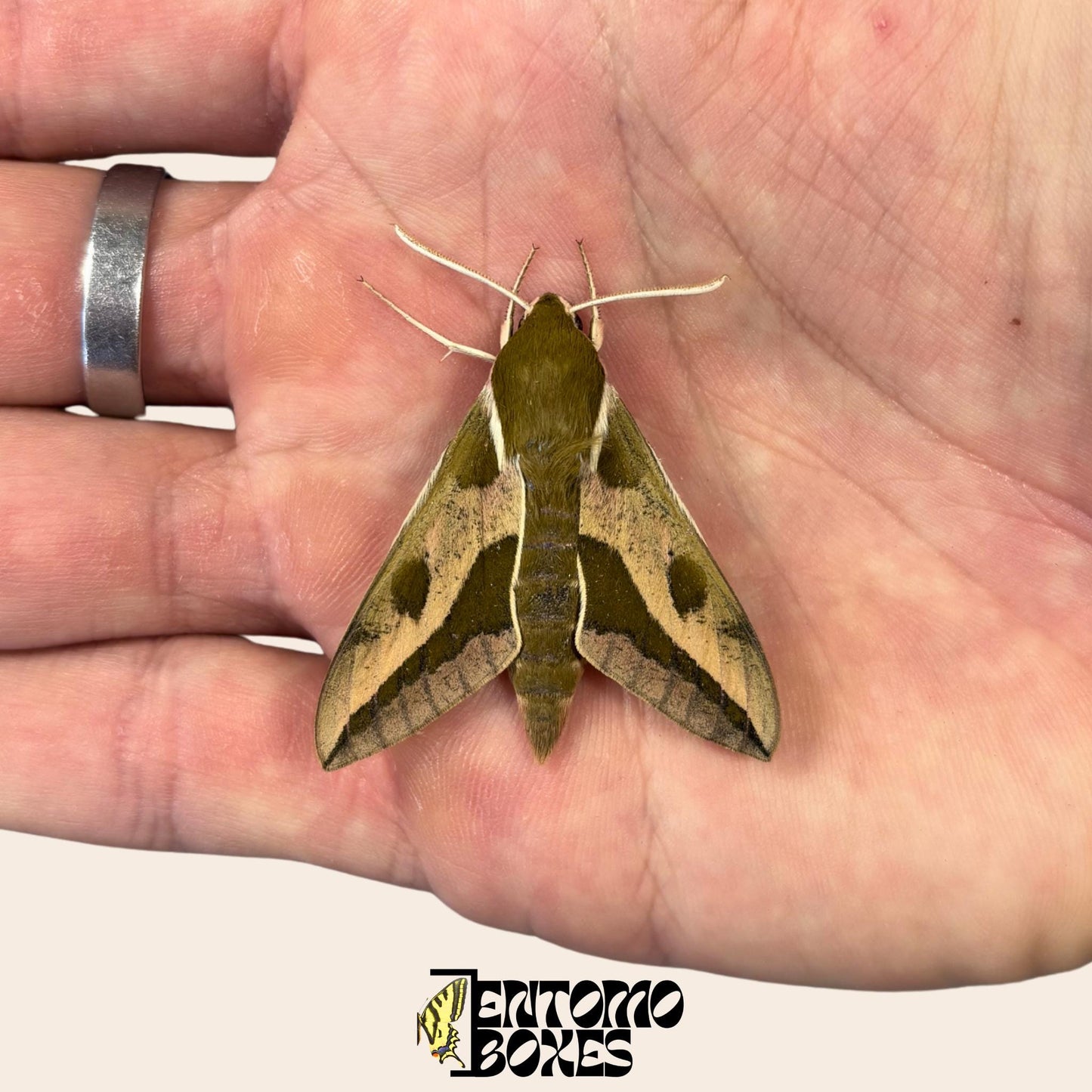 hyles euphorbiae specimen sitting on hand __etsy:8136938901