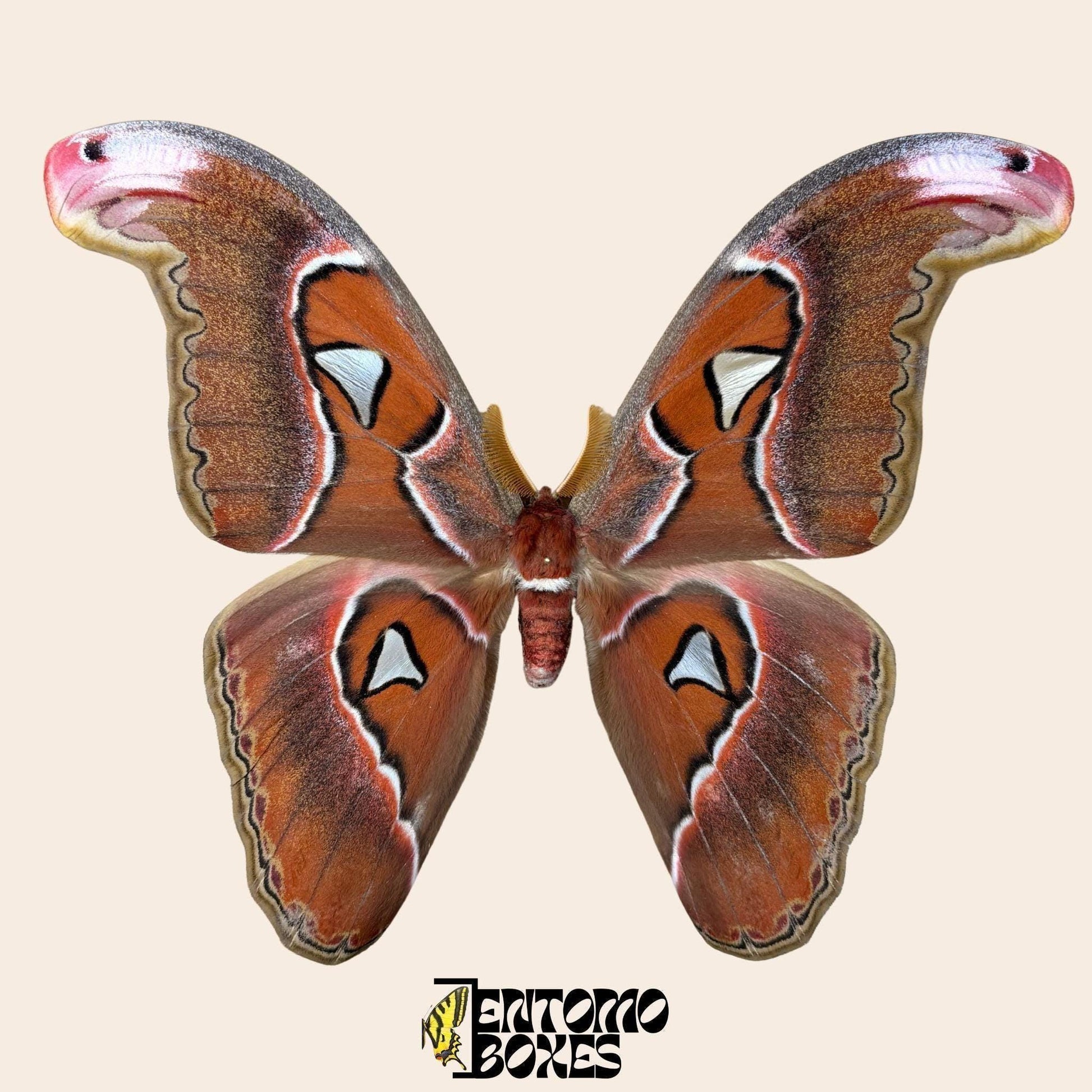 Attacus lorquini Lorquin's Attacus atlas macho espécimen extendido, grande Atlas-like alas, procedencia sostenible