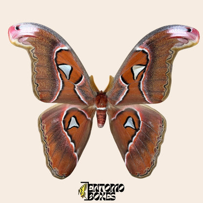 Attacus lorquini Lorquin's Attacus atlas macho espécimen extendido, grande Atlas-like alas, procedencia sostenible