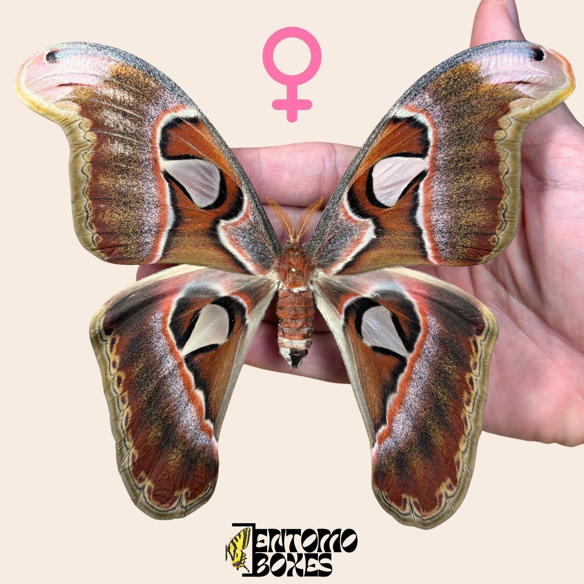 Attacus lorquini Lorquin's Attacus atlas hembra espécimen extendido, grande Atlas-like alas, procedencia sostenible