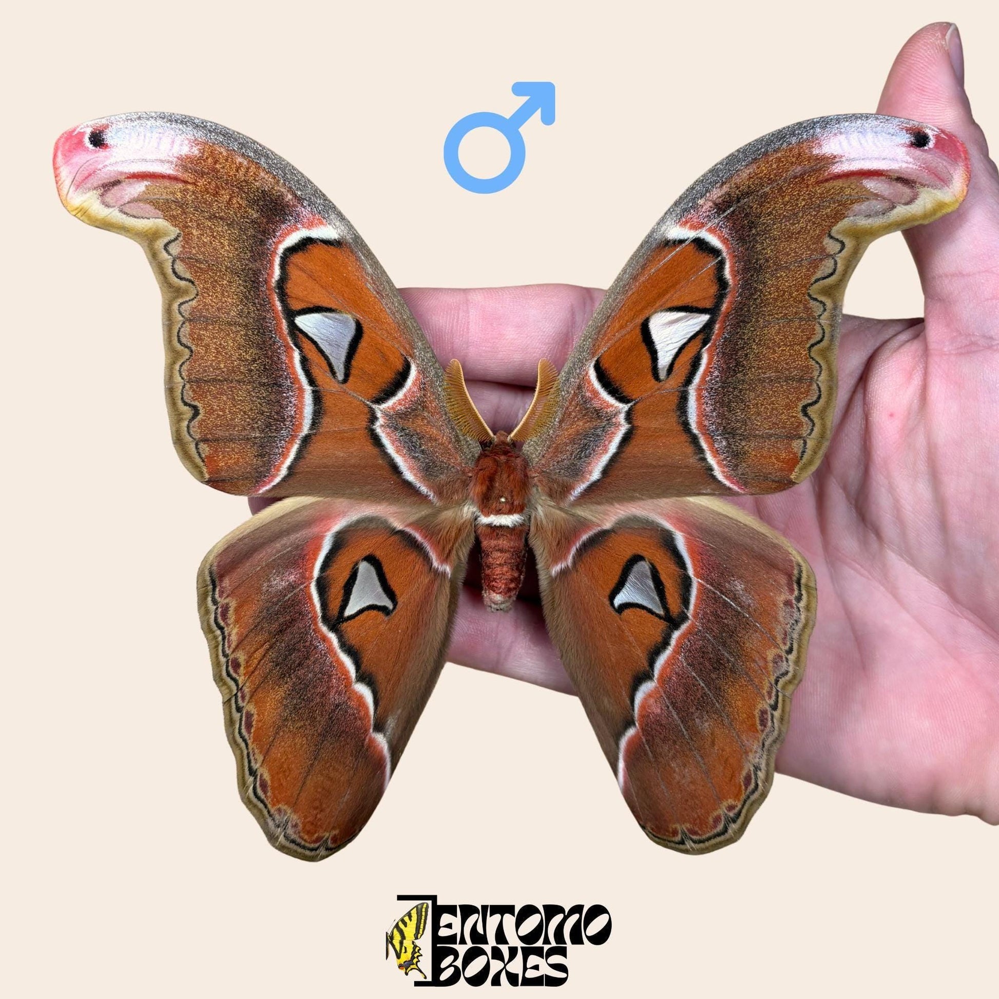 Attacus lorquini Lorquin's Attacus atlas macho espécimen extendido, grande Atlas-like alas, procedencia sostenible