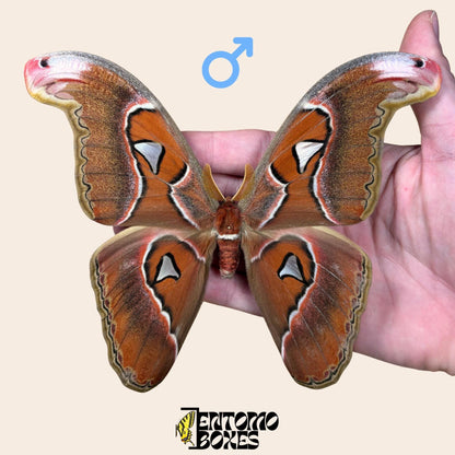 Attacus lorquini Lorquin's Attacus atlas macho espécimen extendido, grande Atlas-like alas, procedencia sostenible