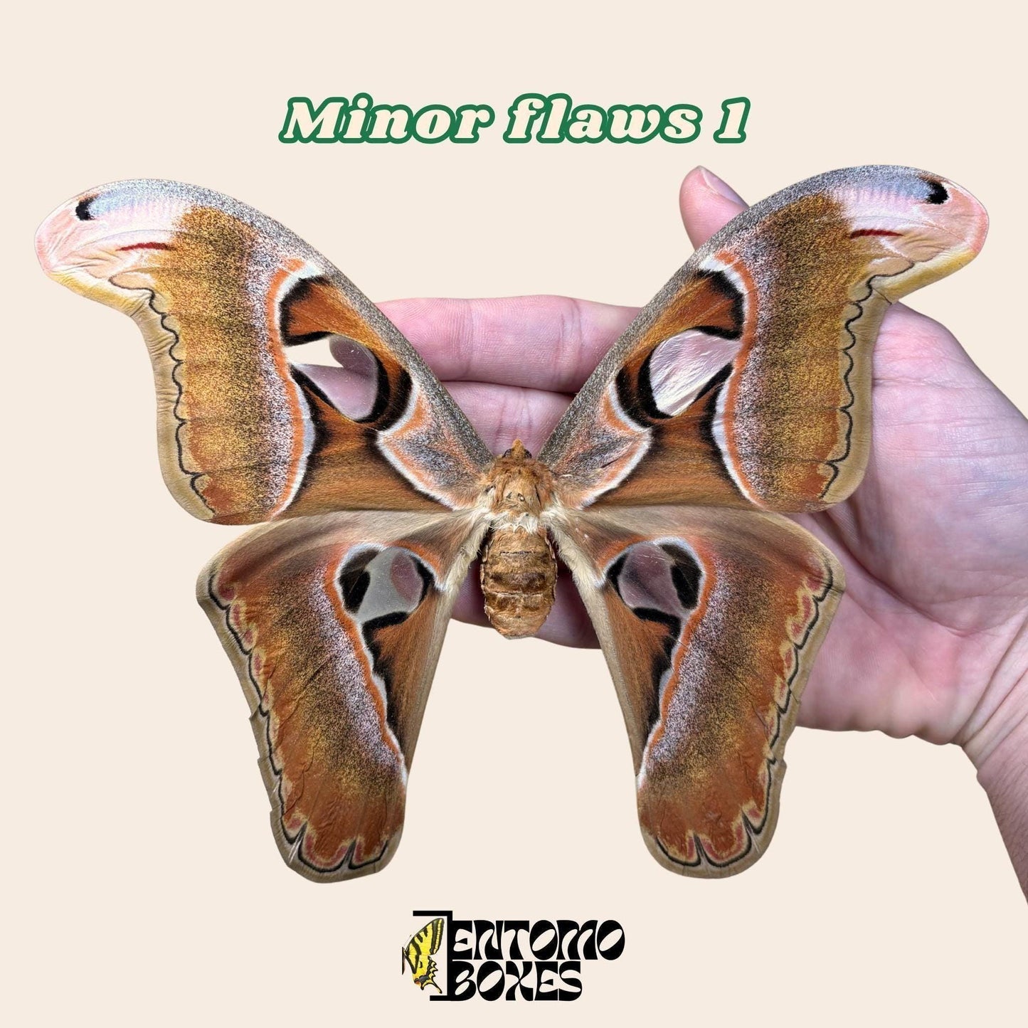 Attacus lorquini Lorquin's Attacus atlas hembra espécimen extendido, grande Atlas-like alas, procedencia sostenible