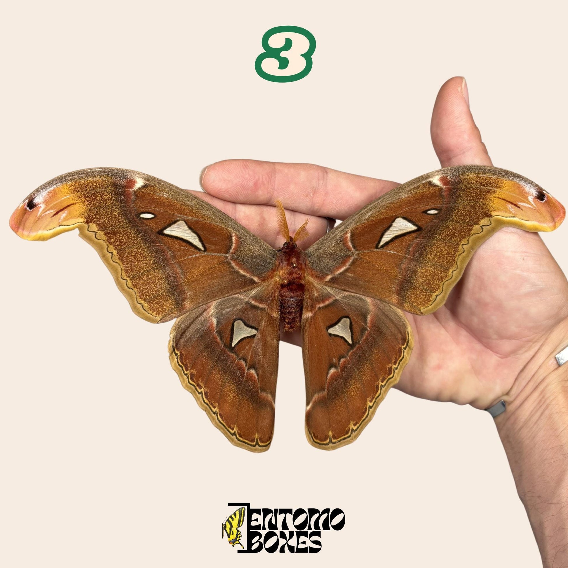 attacus atlas x attacus caesar hybrid male with open wings __etsy:8144293285
