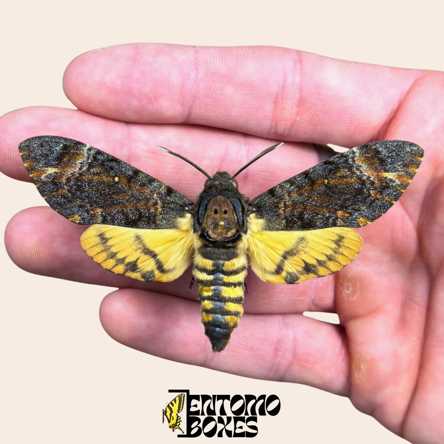 acherontia lachesis extendido macho hawkmoth