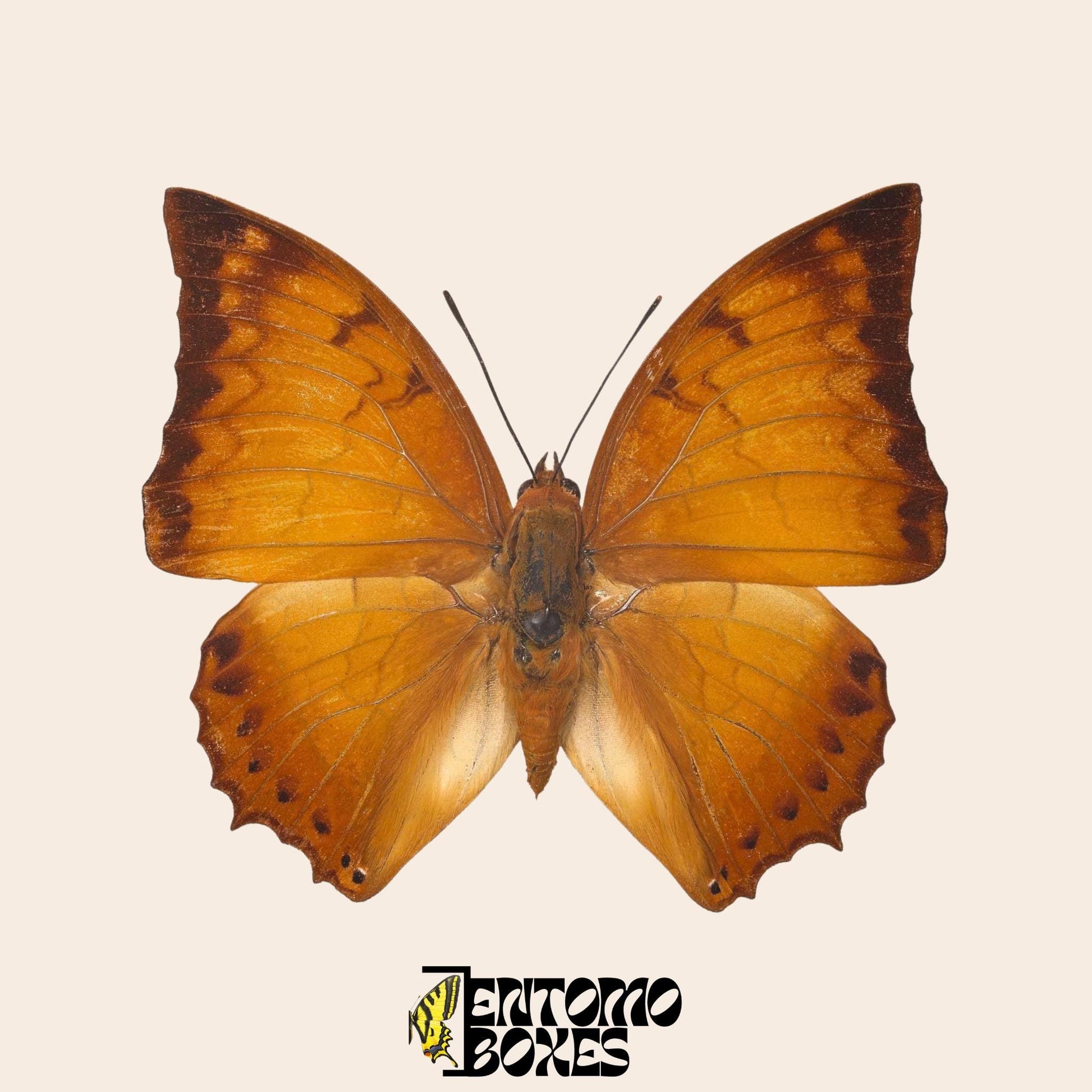 auténtico Charaxes distanti tropical mariposa espécimen taxidermia entomología