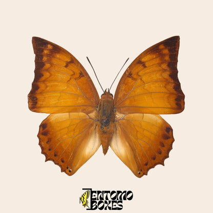 auténtico Charaxes distanti tropical mariposa espécimen taxidermia entomología