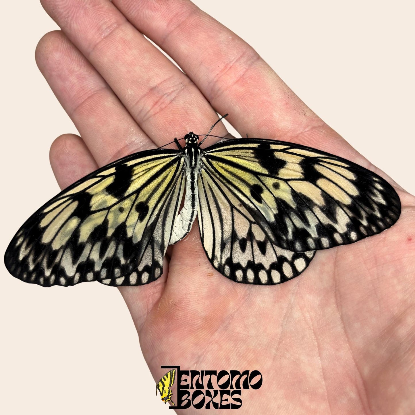 Idea leuconoe Idea leuconoe sostenido en mano, grandes alas blancas con puntos negros, procedencia sostenible
