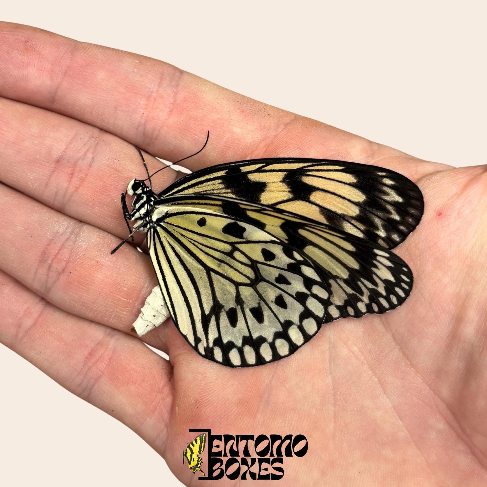 idea leuconoe mariposa sobre hand con alas cerradas