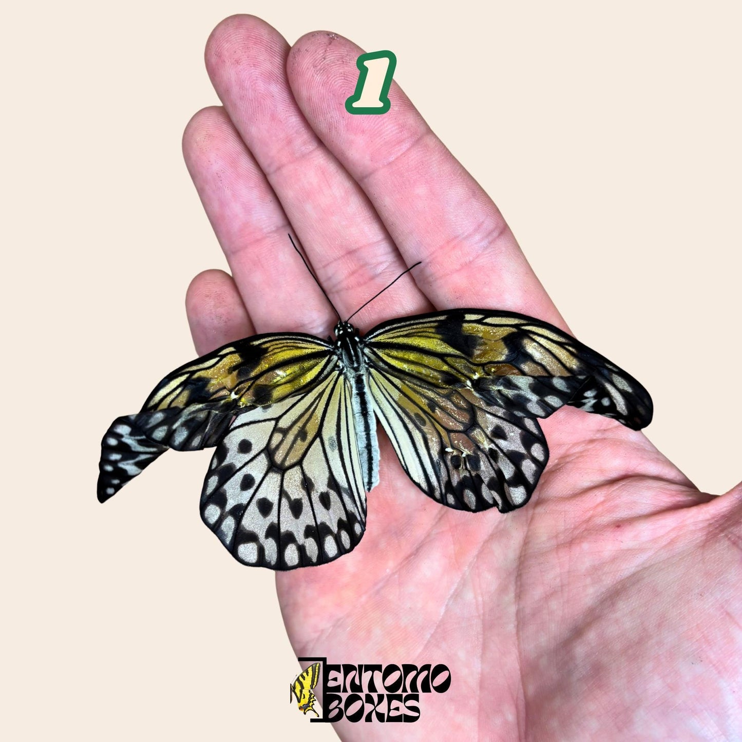 auténtico Idea leuconoe paper kit tropical mariposa espécimen colección taxidermia entomología