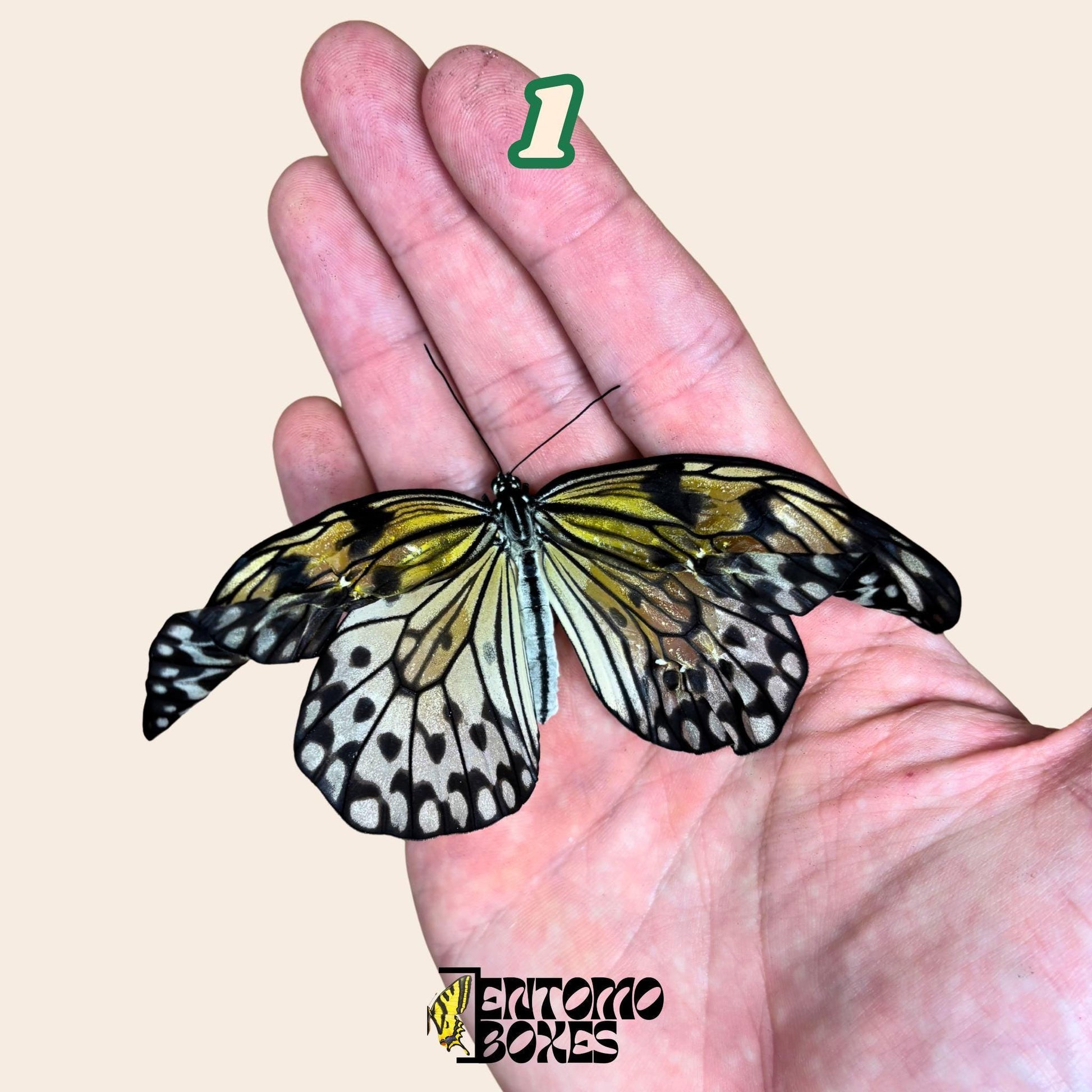auténtico Idea leuconoe paper kit tropical mariposa espécimen colección taxidermia entomología