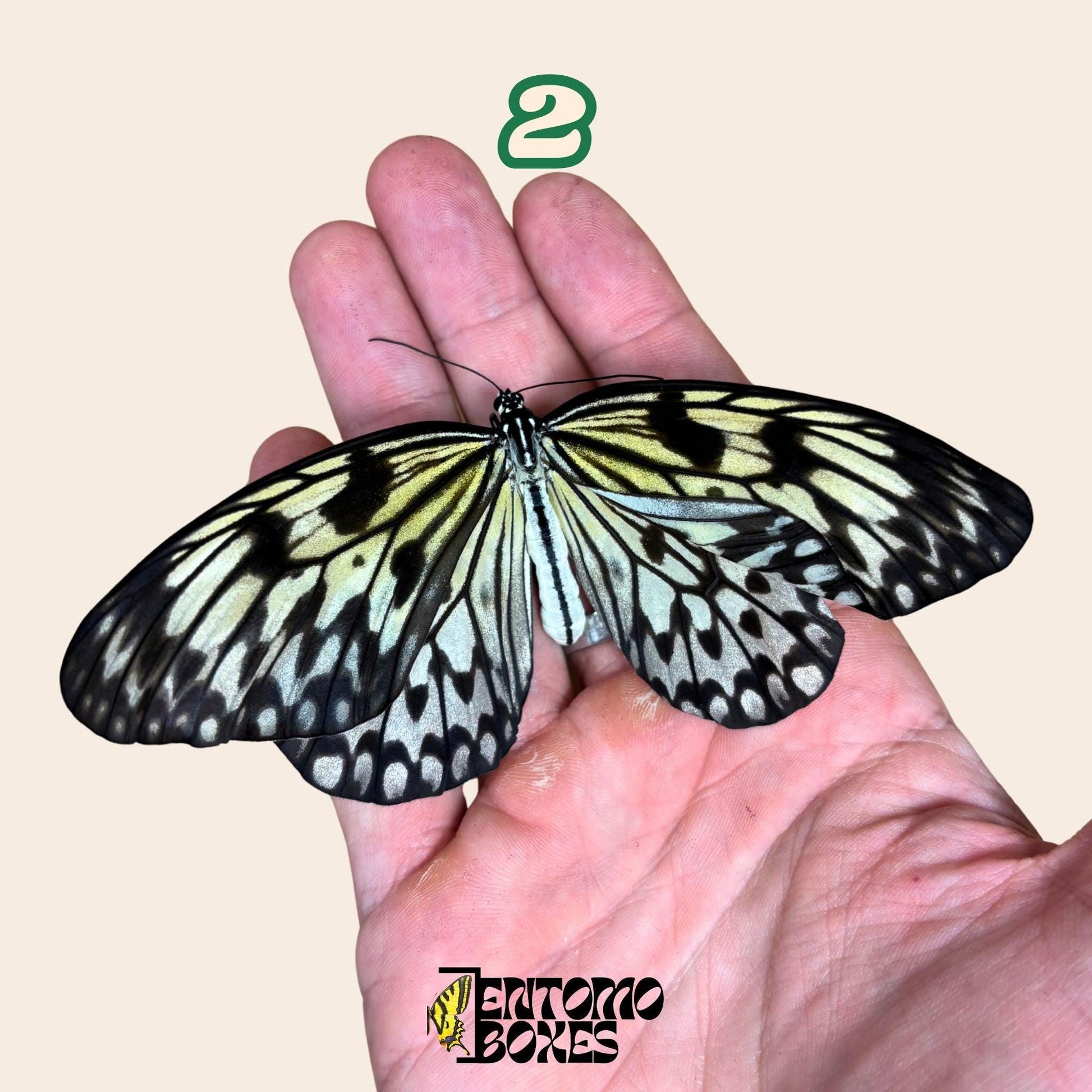 auténtico Idea leuconoe paper kit tropical mariposa espécimen colección taxidermia entomología