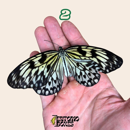 auténtico Idea leuconoe paper kit tropical mariposa espécimen colección taxidermia entomología